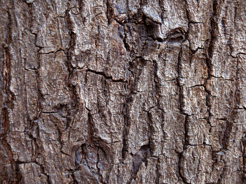 Bark-of-Almond-tree