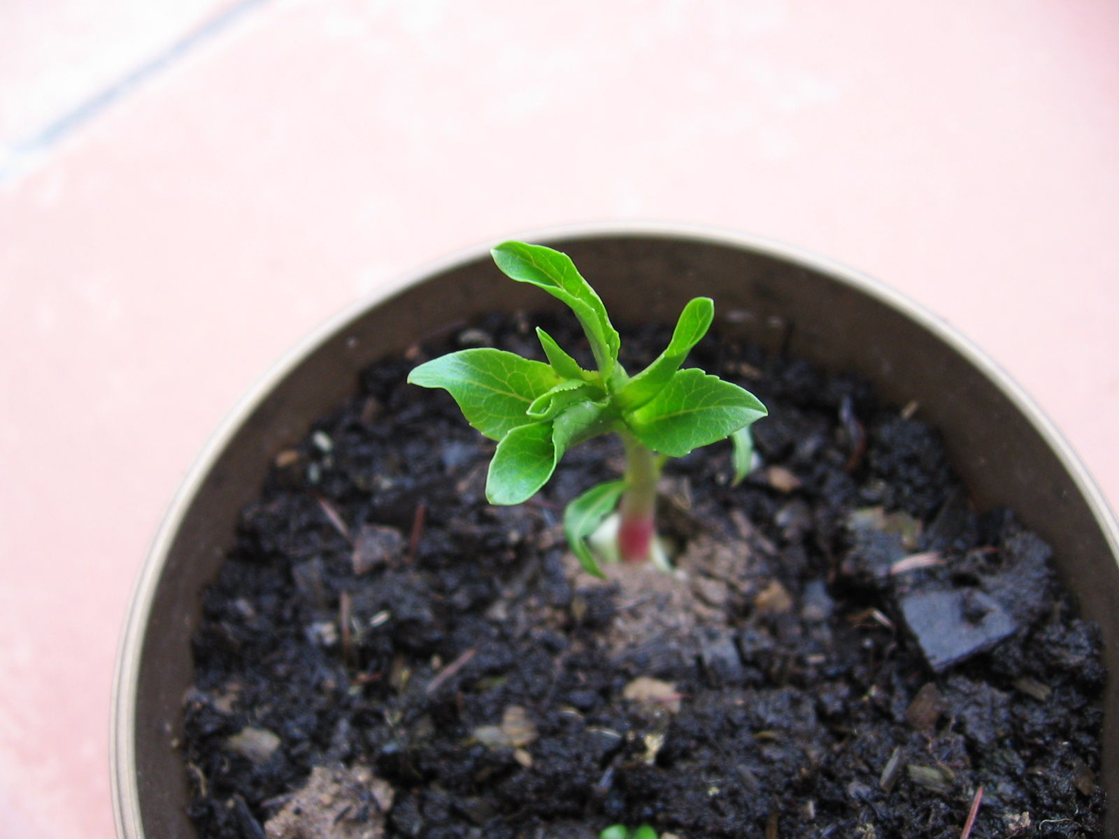 Seedlings-of-Almond