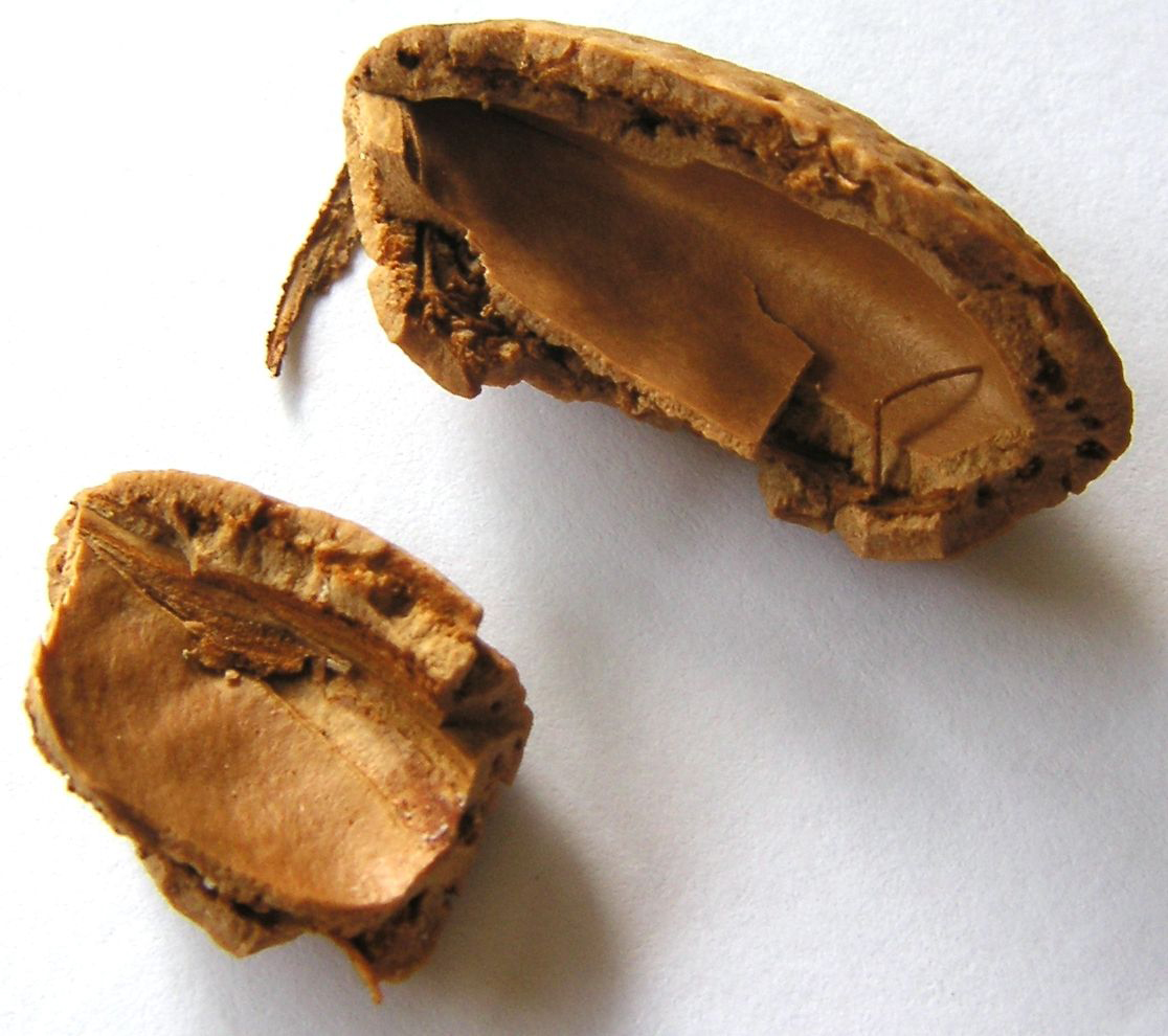 Shell-of-Almond-fruit