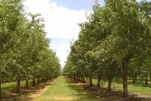 Almond-farm