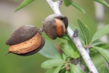 Almond-fruit-cracked