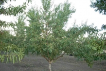 Almond-tree