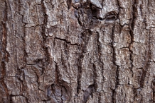 Bark-of-Almond-tree