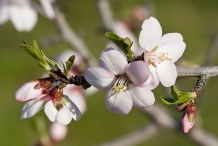Close-up-flower-of-Almond