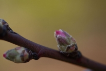 Flower-bud-of-Almond