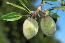 Fruit-of-Almond