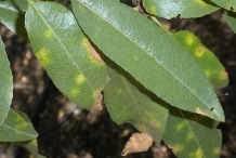 Leaves-of-Almond