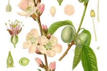 Plant-illustration-of-Almond