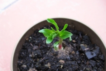 Seedlings-of-Almond