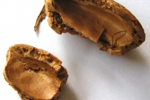 Shell-of-Almond-fruit
