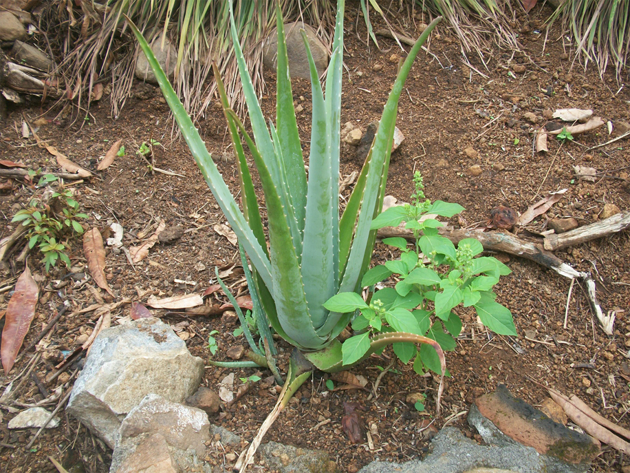 Aloe-vera-plant