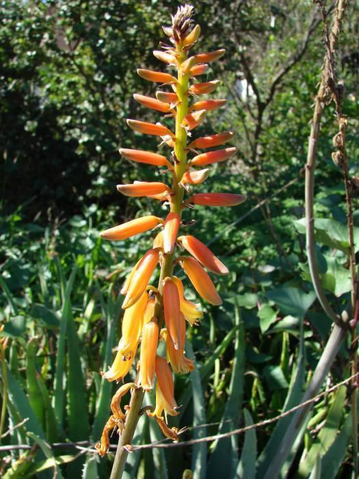 Close-up-flower-of-Aloe-vera