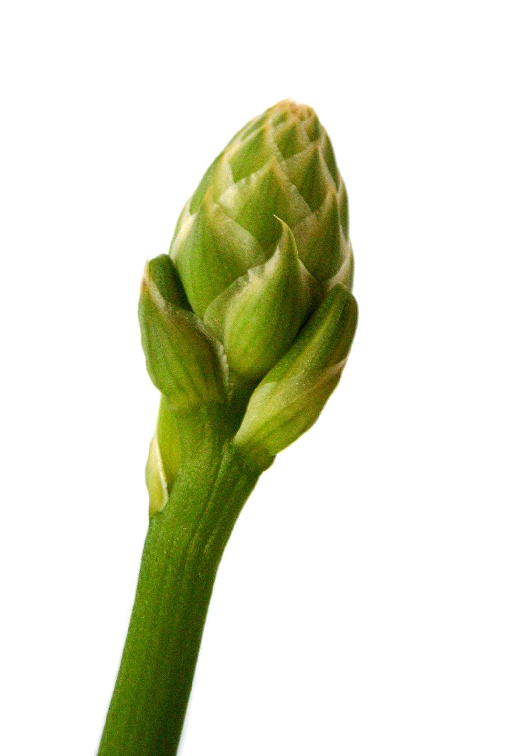 Flower-bud-of-Aloe-vera