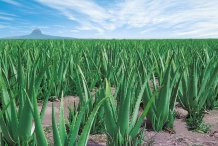 Aloe-vera-farm