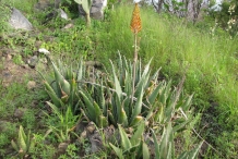 Aloe-vera-flower