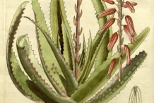 Aloe-vera-illustration
