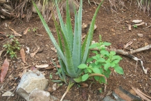 Aloe-vera-plant