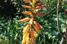 Close-up-flower-of-Aloe-vera