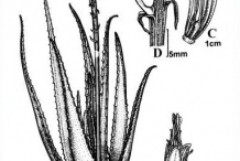 Drawing-of-Aloe-vera