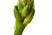 Flower-bud-of-Aloe-vera