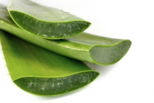 Half-cut-Aloe-vera