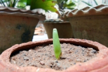 Seedlings-of-Aloe-vera