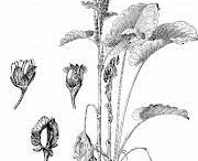 Sketch-of-Alpine-dock