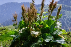 Alpine-Dock-Plant