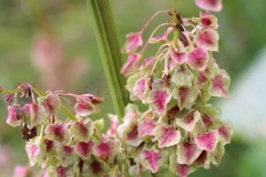 Flowers-of-Alpine-dock
