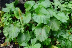 Leaves-of-Alpine-dock