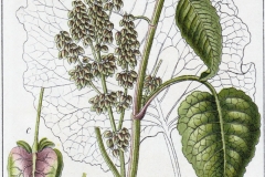 Plant-Illustration-of-Alpine-dock