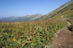 Alpine dock plants-growing-wild