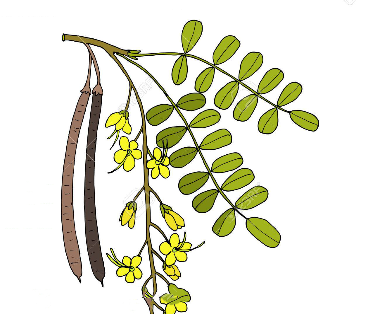 Plant-Illustration-of-Amaltas