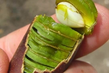 Immature-flesh-and-seeds-of-Amaltas