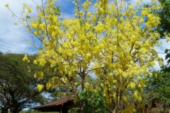 Amaltas-Plant