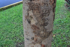 Bark-of-Amaltas-plant