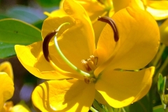 Closer-view-of-flower-of-Cassia-Fistula