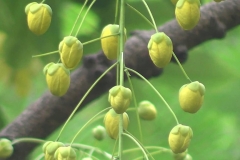 Flowering-buds-of-Amaltas