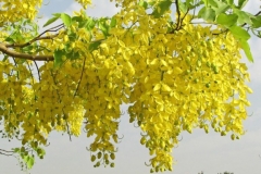 Flowers-of-Amaltas