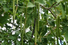 Immature-fruits-of-Amaltas
