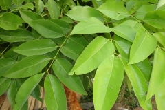 Leaves-of-Amaltas