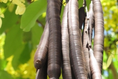 Mature-Amaltas-fruits