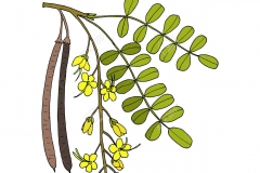 Plant-Illustration-of-Amaltas