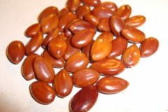 Seeds-of-Amaltas