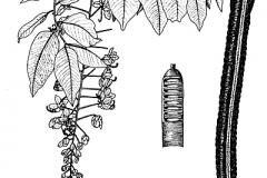 Sketch-of-Amaltas