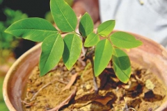 Small-Amaltas-plant