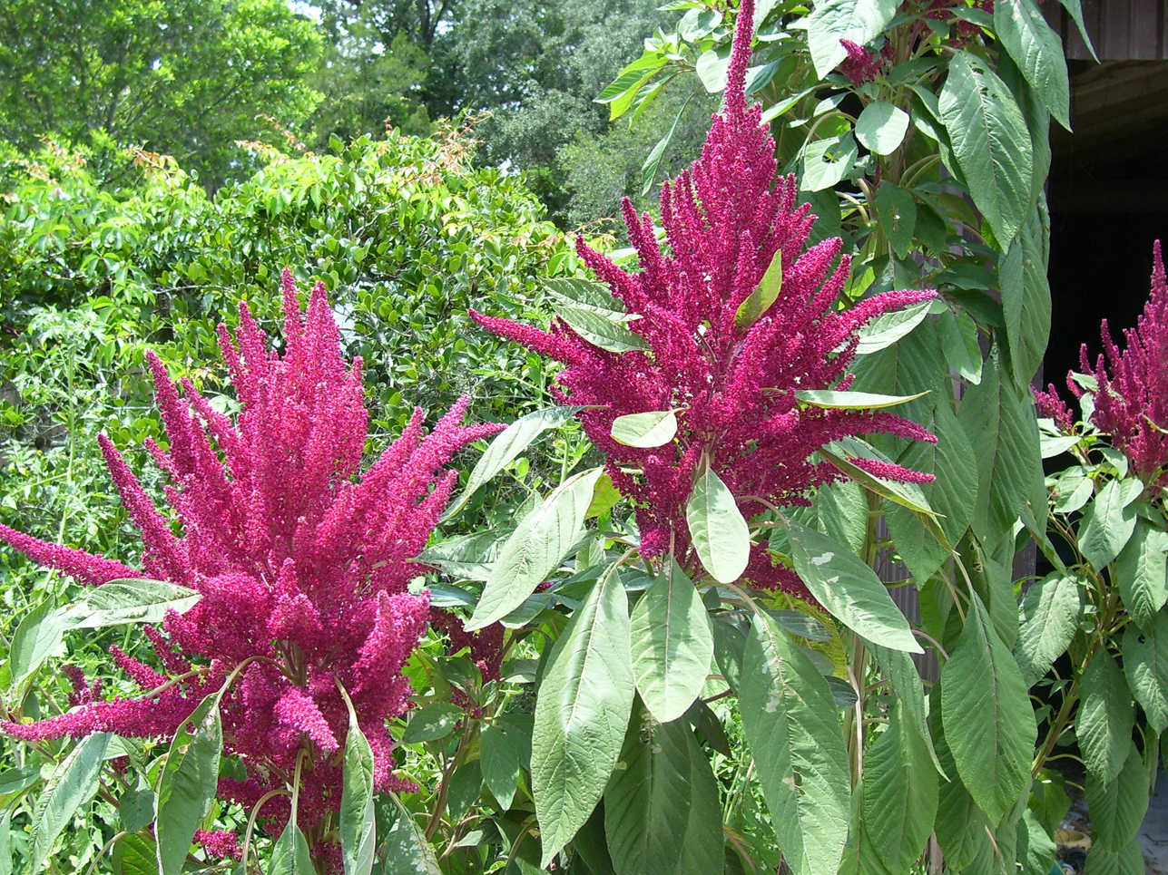 Amaranth Facts, Health Benefits and Nutritional Value