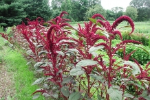 Amaranth-plant