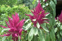 Close-up-flower-of-Amaranth