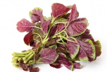 Leaves-of-Amaranth